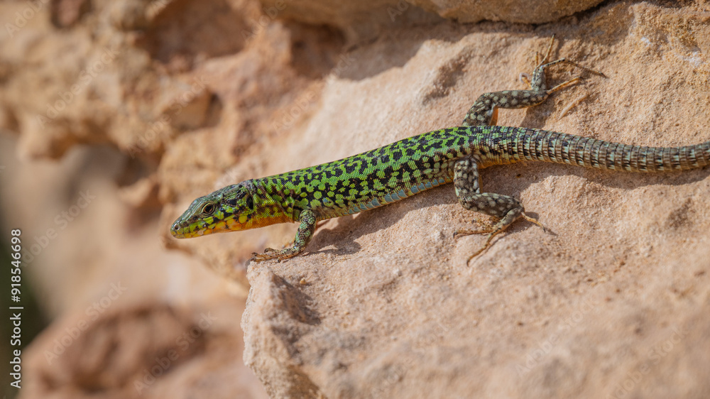 Obraz premium lizard on a rock