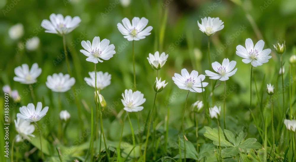 small white wildflowers in the grass, with a green background small white wildflowers in the grass, with a green background
