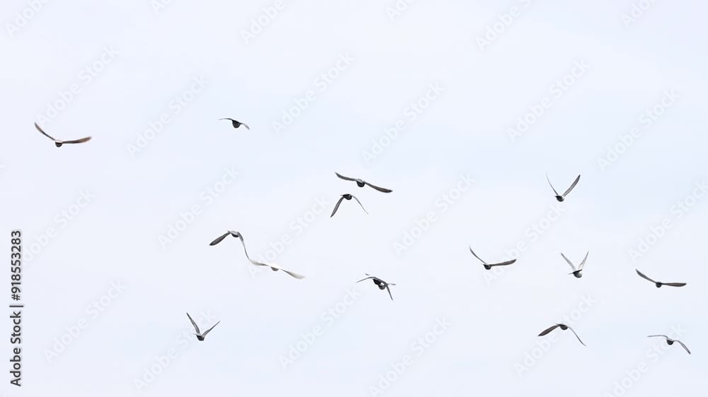 birds flies into the distance slow motion birds flies into the distance slow motion