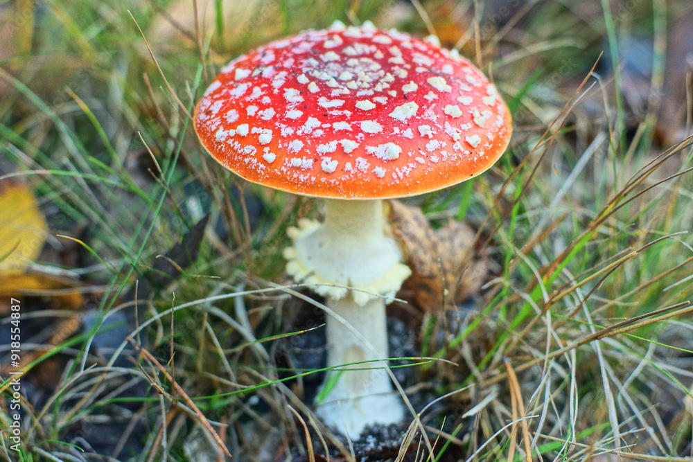 one red fresh autumn toxic poisonous beautiful dangerous hallucinogenic forest with white stem fly agaric mushroom grows in the ground among the grass during the day one red fresh autumn toxic poisonous beautiful dangerous hallucinogenic forest with white stem fly agaric mushroom grows in the ground among the grass during the day