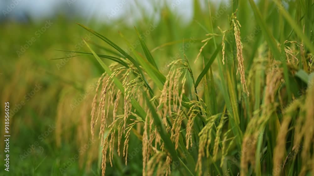Golden grains of rice paddy plants sway gently in the wind, creating a serene and tranquil scene in the countryside. Experience the beauty of nature and the essence of rural life Golden grains of rice paddy plants sway gently in the wind, creating a serene and tranquil scene in the countryside. Experience the beauty of nature and the essence of rural life