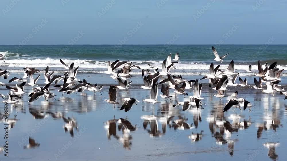 Gaviotas remontando vuelo en la playa de Chapadmalal, mar del Plata, Argentina, costa atlántica de sudamérica Gaviotas remontando vuelo en la playa de Chapadmalal, mar del Plata, Argentina, costa atlántica de sudamérica