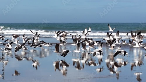 Gaviotas remontando vuelo en la playa de Chapadmalal, mar del Plata, Argentina, costa atlántica de sudamérica photo