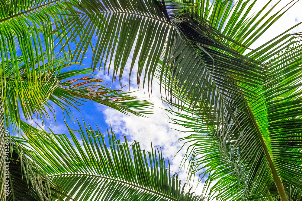 View of the crown of a coconut tree with coconut fruits against a blue sky. Sanya, China View of the crown of a coconut tree with coconut fruits against a blue sky. Sanya, China