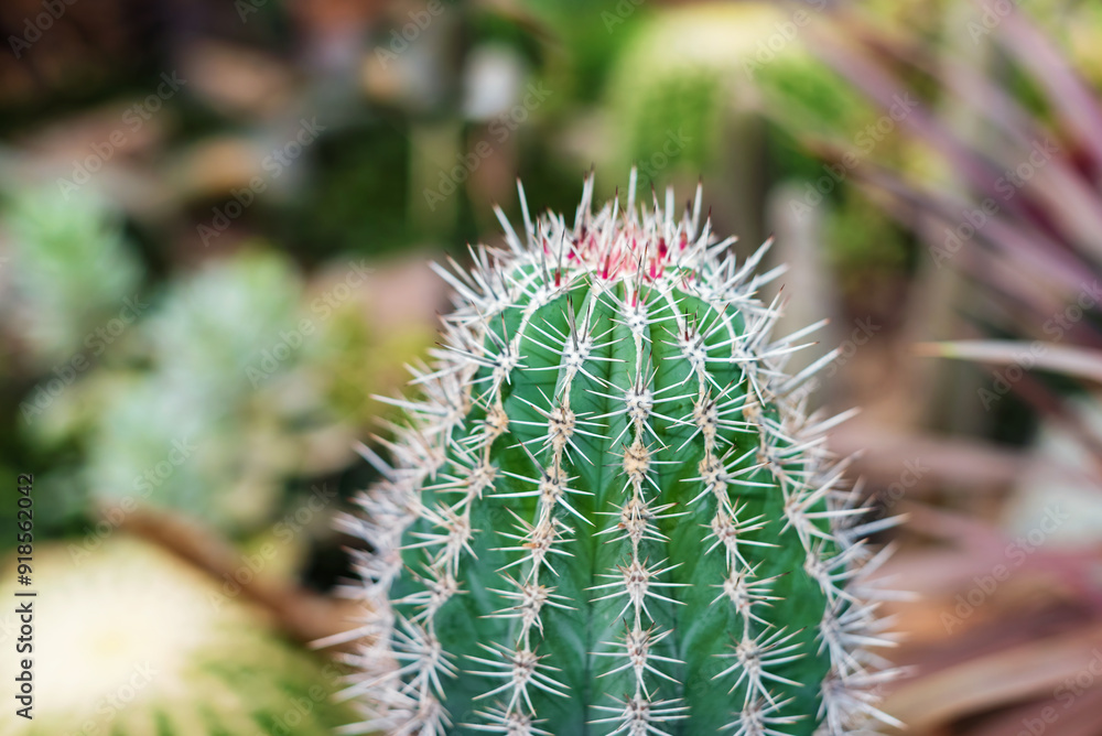The top of a cactus with spines. The top of a cactus with spines.