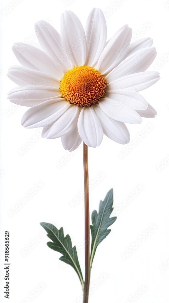 Fototapeta premium A single daisy features bright white petals and a yellow center, standing alone against a white backdrop, representing simplicity and purity.