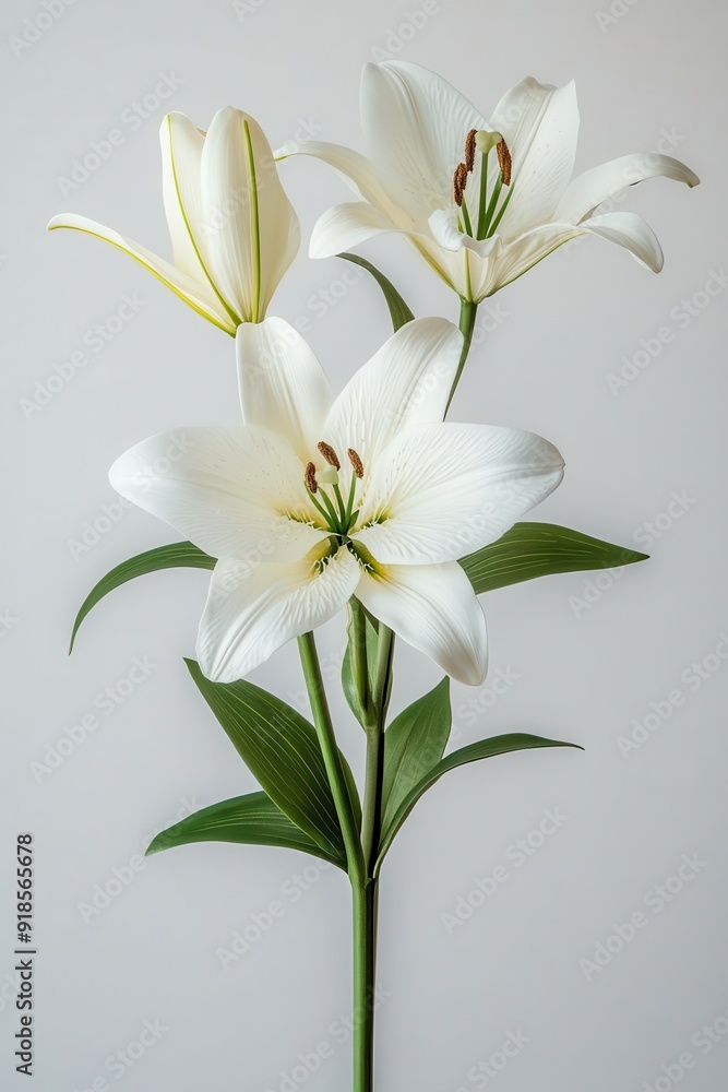 Fototapeta premium Pair of white lilies with green stems, elegantly positioned against a white backdrop, highlighting their natural grace