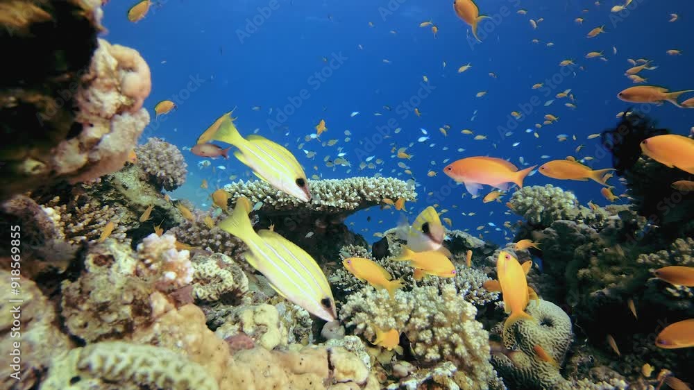 Underwater Life Fish in the Ocean. Underwater happy orange fish. Underwater colourful sea fish. Colourful tropical coral reef. Soft and hard corals. Reef coral scene. Underwater Life Fish in the Ocean. Underwater happy orange fish. Underwater colourful sea fish. Colourful tropical coral reef. Soft and hard corals. Reef coral scene.