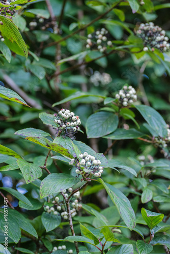 the red osier or red-osier dogwood (Cornus sericea)