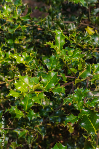 Holly Bush (Ilex)