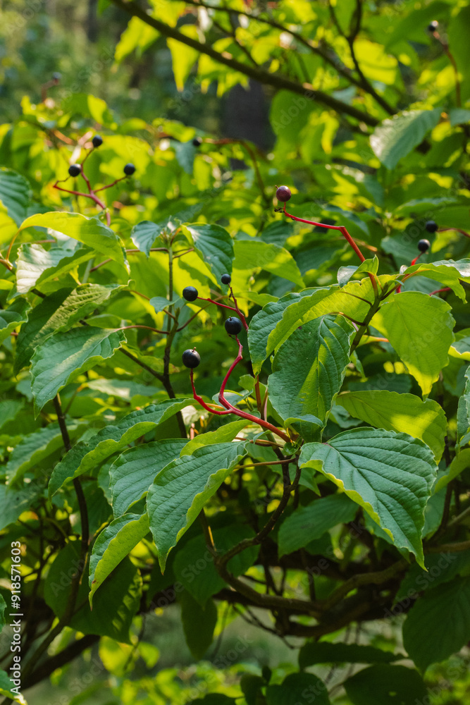 Fototapeta premium Dogwood (Cornus alternifolia)