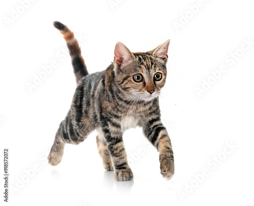 Valokuva little cat in studio