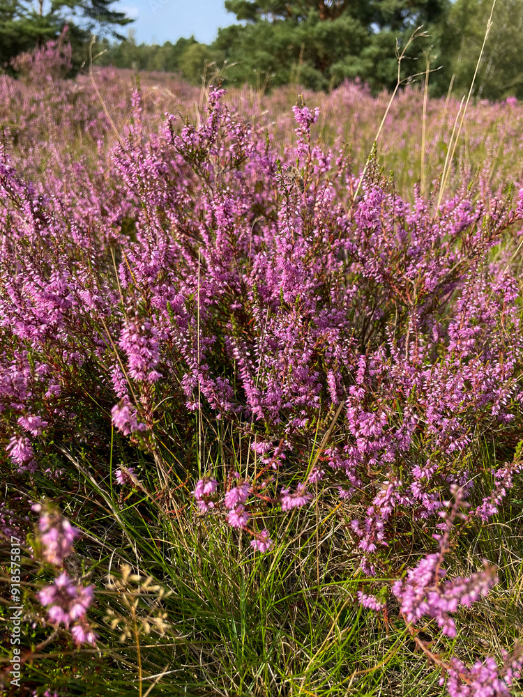 Obraz premium Stunning view of blooming heath with pink purple heather flowers in famous nature reserve park Fischbeker Heide in North Germany 