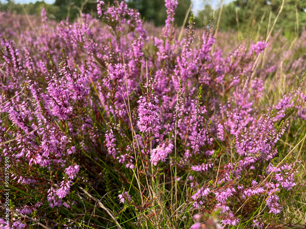 Stunning view of blooming heath with pink purple heather flowers in famous nature reserve park Fischbeker Heide in North Germany Stunning view of blooming heath with pink purple heather flowers in famous nature reserve park Fischbeker Heide in North Germany