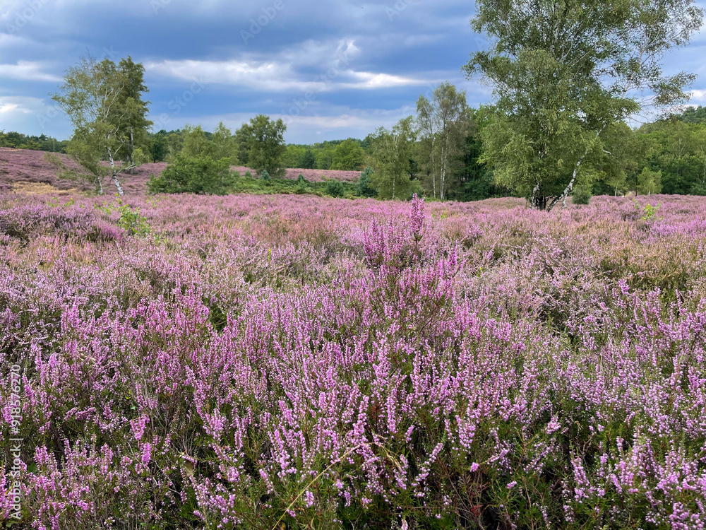 Stunning view of blooming heath with pink purple heather flowers in famous nature reserve park Fischbeker Heide in North Germany Stunning view of blooming heath with pink purple heather flowers in famous nature reserve park Fischbeker Heide in North Germany