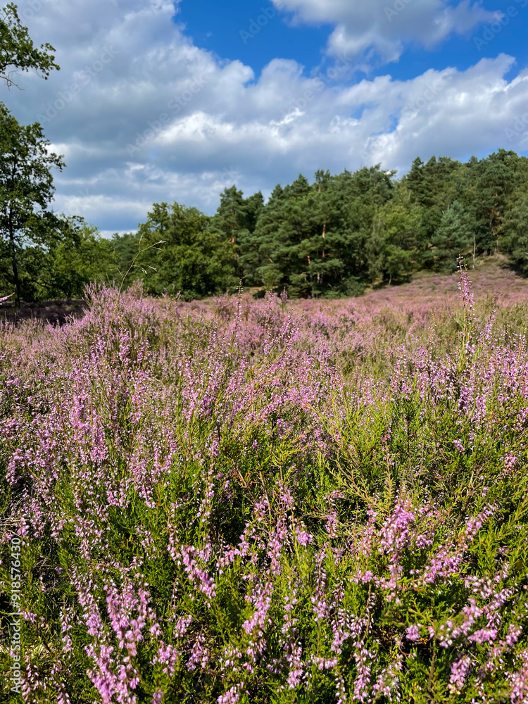 Stunning view of blooming heath with pink purple heather flowers in famous nature reserve park Fischbeker Heide in North Germany Stunning view of blooming heath with pink purple heather flowers in famous nature reserve park Fischbeker Heide in North Germany