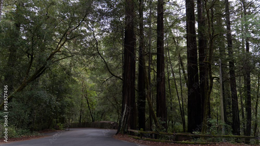 Fototapeta premium Red Wood Forrest
