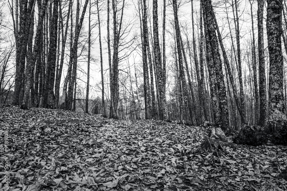 Fototapeta premium autumn passage with leaves on the ground and small stream