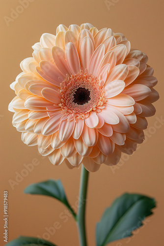 Peach Gerbera Daisy Flowers Close Up