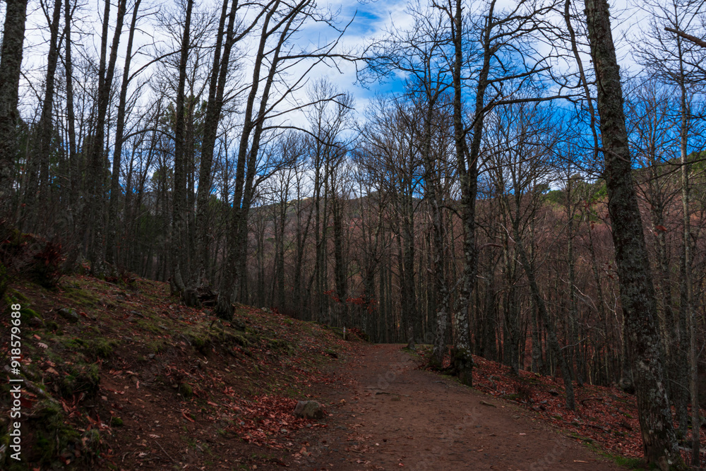 autumn passage with leaves on the ground and small stream autumn passage with leaves on the ground and small stream