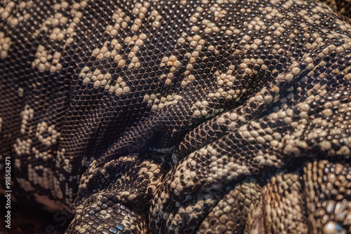 texture of an reptil 