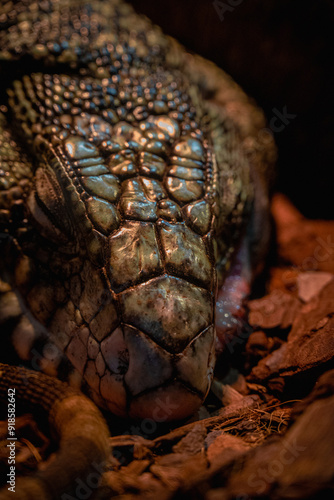 Nahaufnahme einer Bartagame