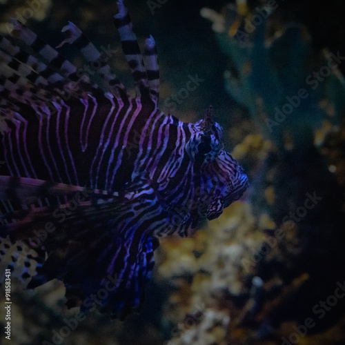 Rotfeuerfisch Nahaufnahme im Aquarium