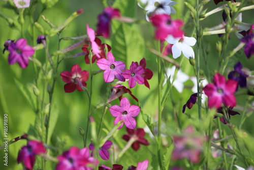 Flowering ornamental tobacco plant, Nicotiana flowers. photo