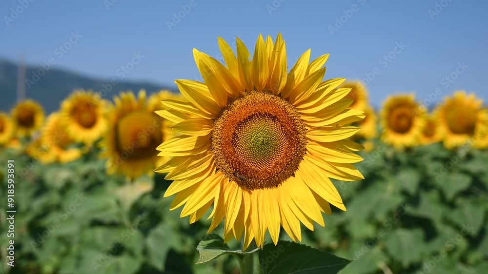 Blooming sunflower in the field. Yellow sunflower flowers in the field, close up. Blooming sunflower in the field. Yellow sunflower flowers in the field, close up.