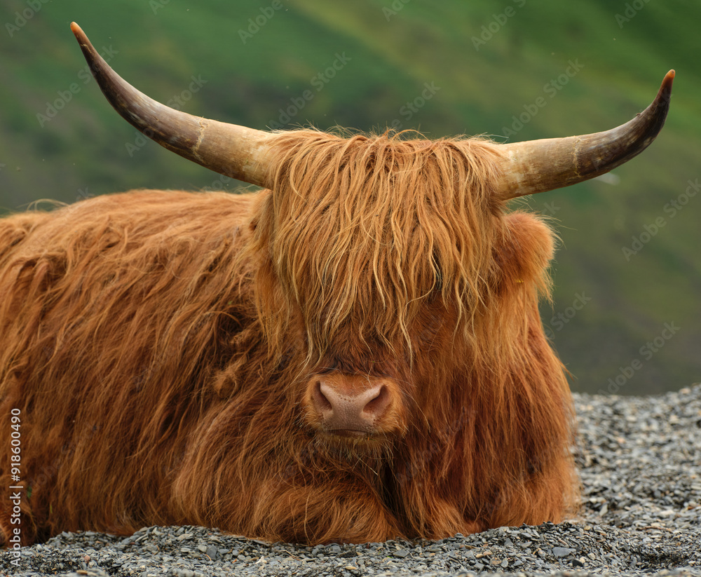 Brown Highland Horned Cattle