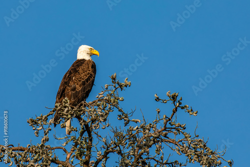 Bald Eagle (Haliaeetus leucocephalus) adult, perched in a Wisconsin dead tree