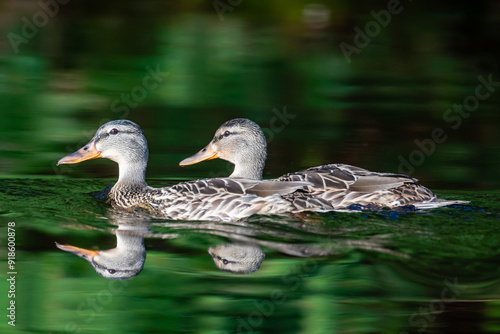 Female mallard ducks (Anas platyrhynchos) swimming in August on a Wisconsin lake