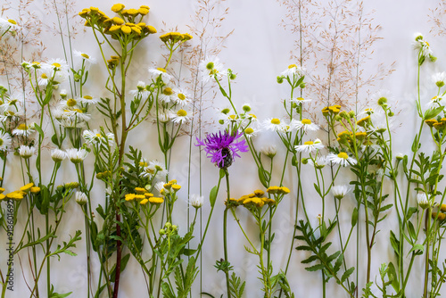 Flat lay composition - white purple and yellow flowers on a white background. photo