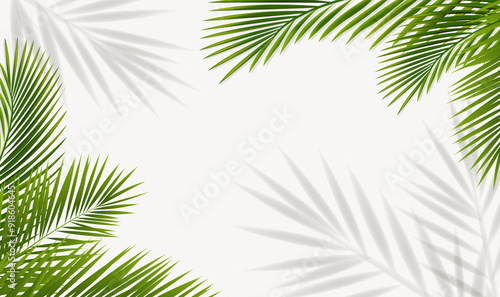 Obraz na płótnie Green Palm Tree Branch And Isolated Background