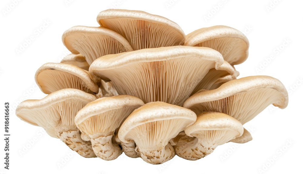 Fresh oyster mushrooms, cut out - stock png. Fresh oyster mushrooms, cut out - stock png.