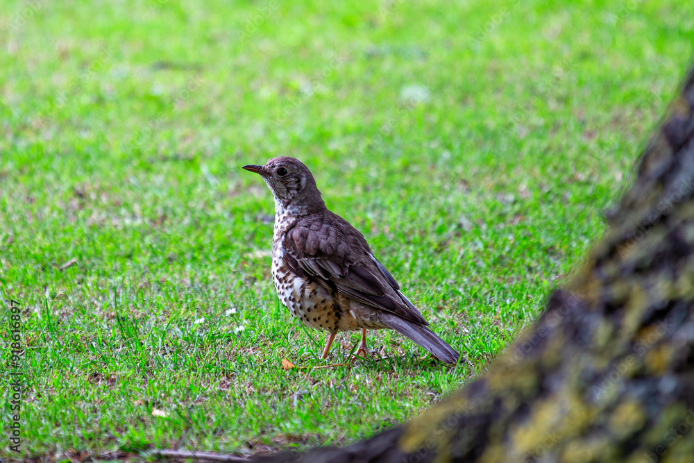 Mistle Thrush (Turdus viscivorus) in Phoenix Park, Dublin, Ireland Mistle Thrush (Turdus viscivorus) in Phoenix Park, Dublin, Ireland