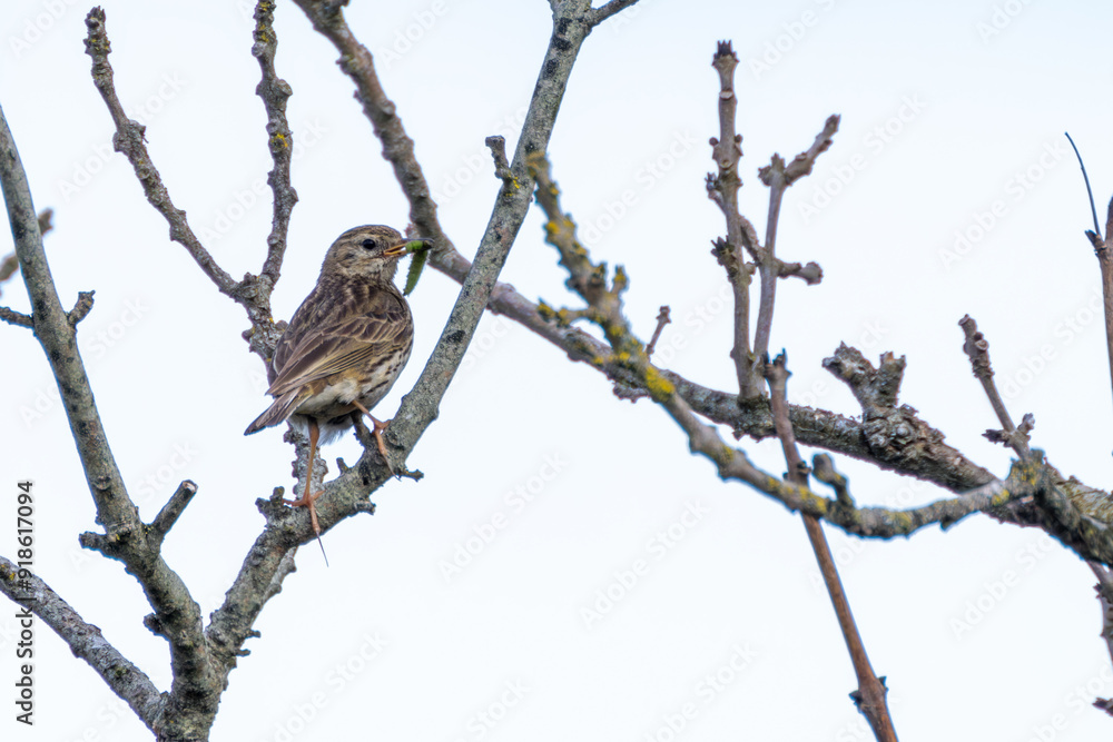 Meadow Pipit (Anthus pratensis) on Bull Island, Clontarf, Dublin, Ireland Meadow Pipit (Anthus pratensis) on Bull Island, Clontarf, Dublin, Ireland