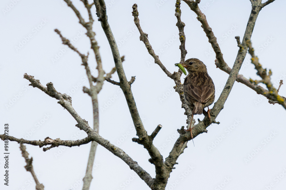 Meadow Pipit (Anthus pratensis) on Bull Island, Clontarf, Dublin, Ireland Meadow Pipit (Anthus pratensis) on Bull Island, Clontarf, Dublin, Ireland