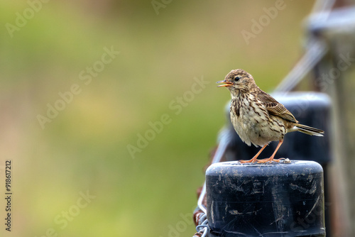 Photography Meadow Pipit (Anthus pratensis) on Bull Island, Clontarf, Dublin, Ireland