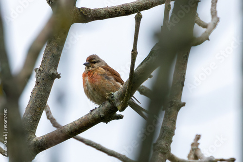 Male Linnet (Linaria cannabina) on Bull Island, Dublin, Ireland photo