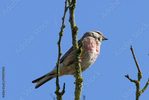 Male Linnet (Linaria cannabina) on Bull Island, Dublin, Ireland photo