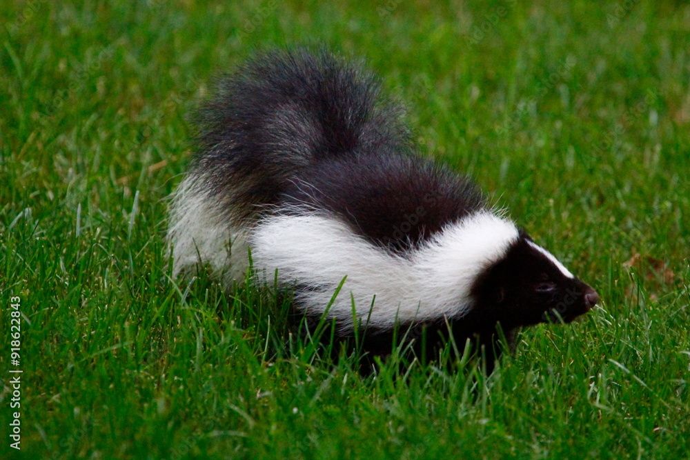 Naklejka premium Striped Skunk Rooting for Insects in a Suburban Yard