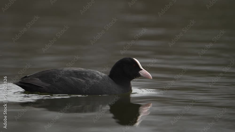 Eurasian Coot (Fulica atra) swimming in pond searching for food Eurasian Coot (Fulica atra) swimming in pond searching for food