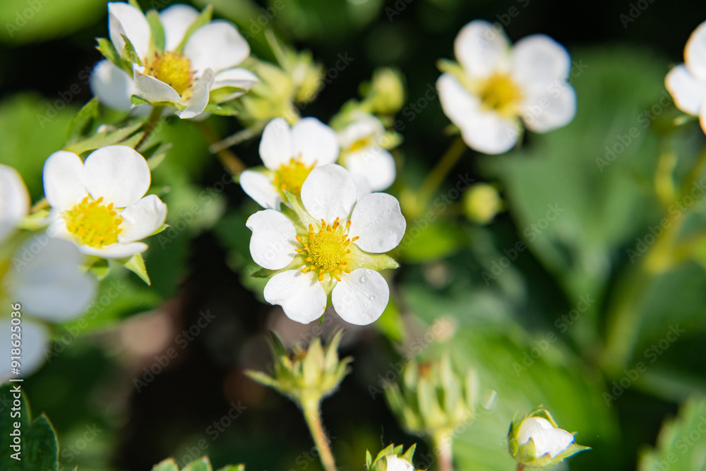 Strawberry flowers in spring in natural habitat. Close-up. Strawberry flowers in spring in natural habitat. Close-up.