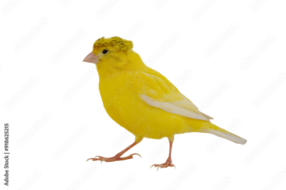 canary isolated on white background canary isolated on white background