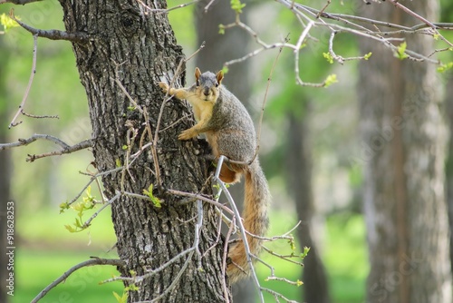 a squirrel is sitting on a tree branch and looking at the camera.