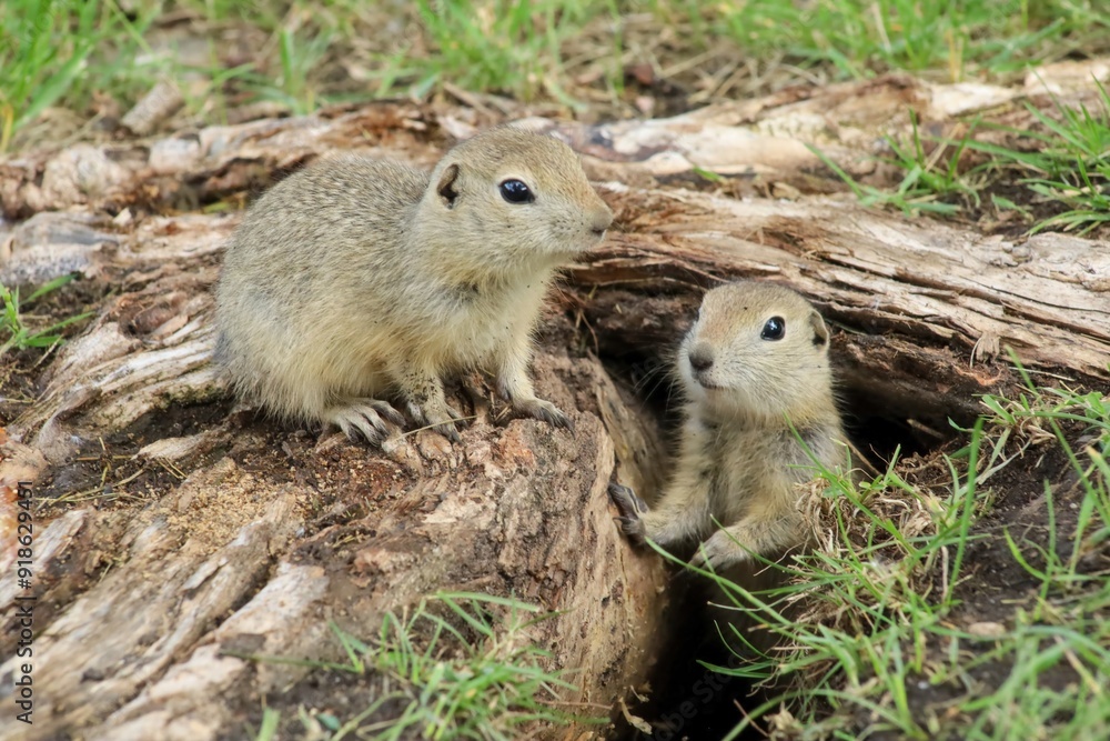 Fototapeta premium A Canadian gopher climbs out of its burrow under a tree. Rodents in the wild