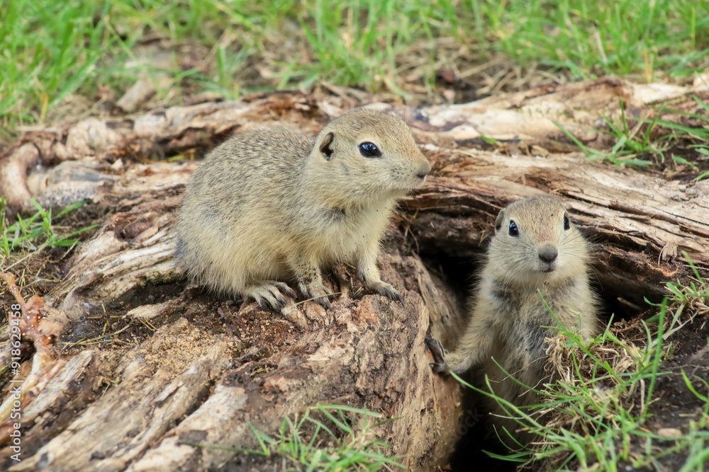 A Canadian gopher climbs out of its burrow under a tree. Rodents in the wild A Canadian gopher climbs out of its burrow under a tree. Rodents in the wild