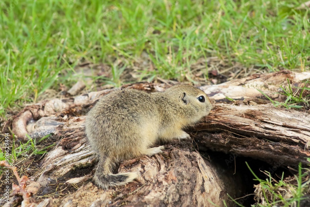 A Canadian gopher climbs out of its burrow under a tree. Rodents in the wild A Canadian gopher climbs out of its burrow under a tree. Rodents in the wild