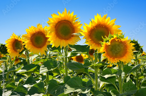 Yellow sunflowers in agricultural field against blue sky